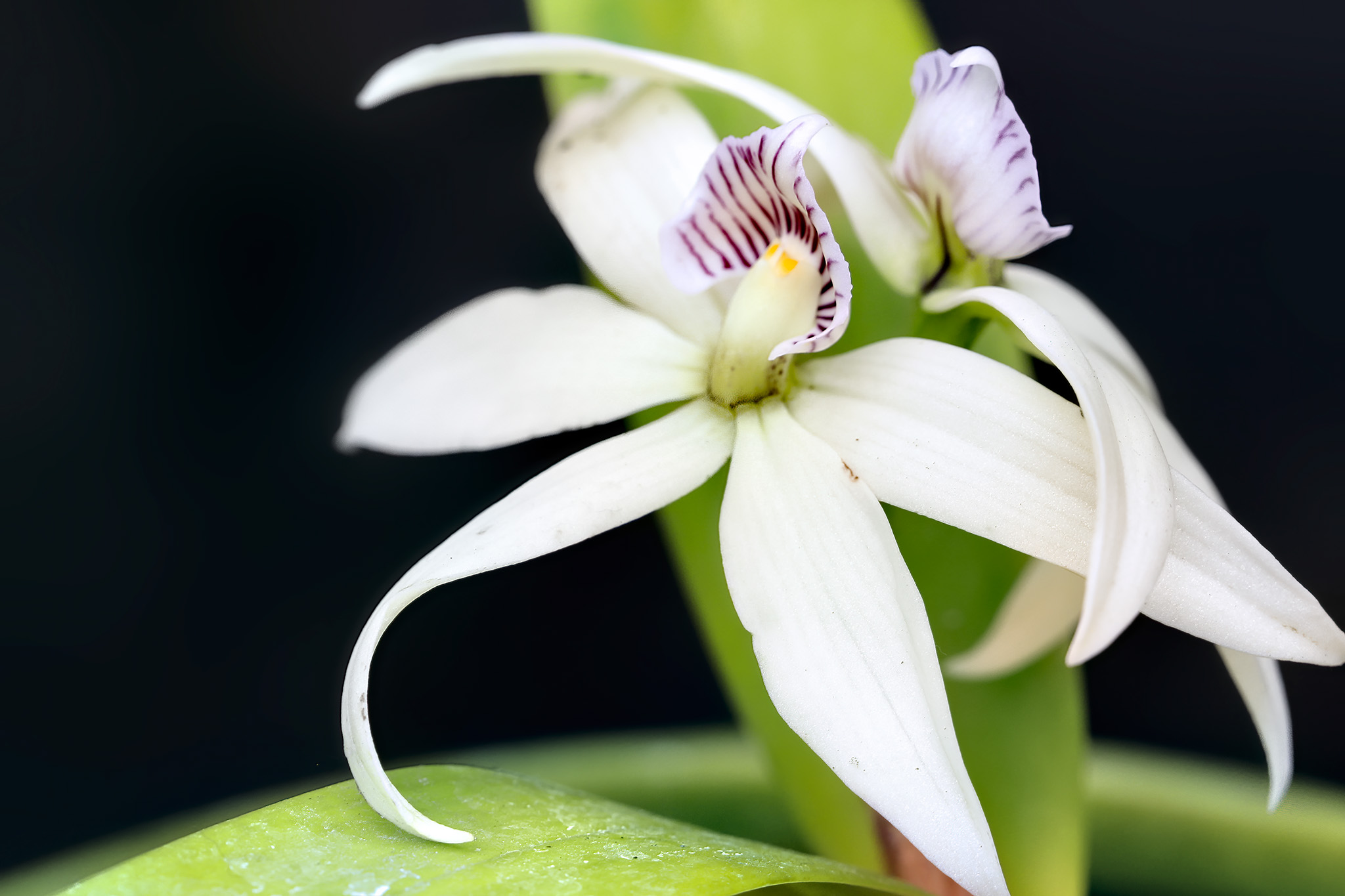 Clamshell Orchid
