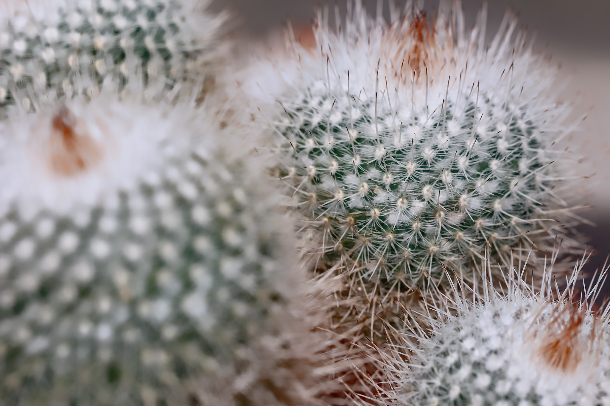 Silver Ball Cacti