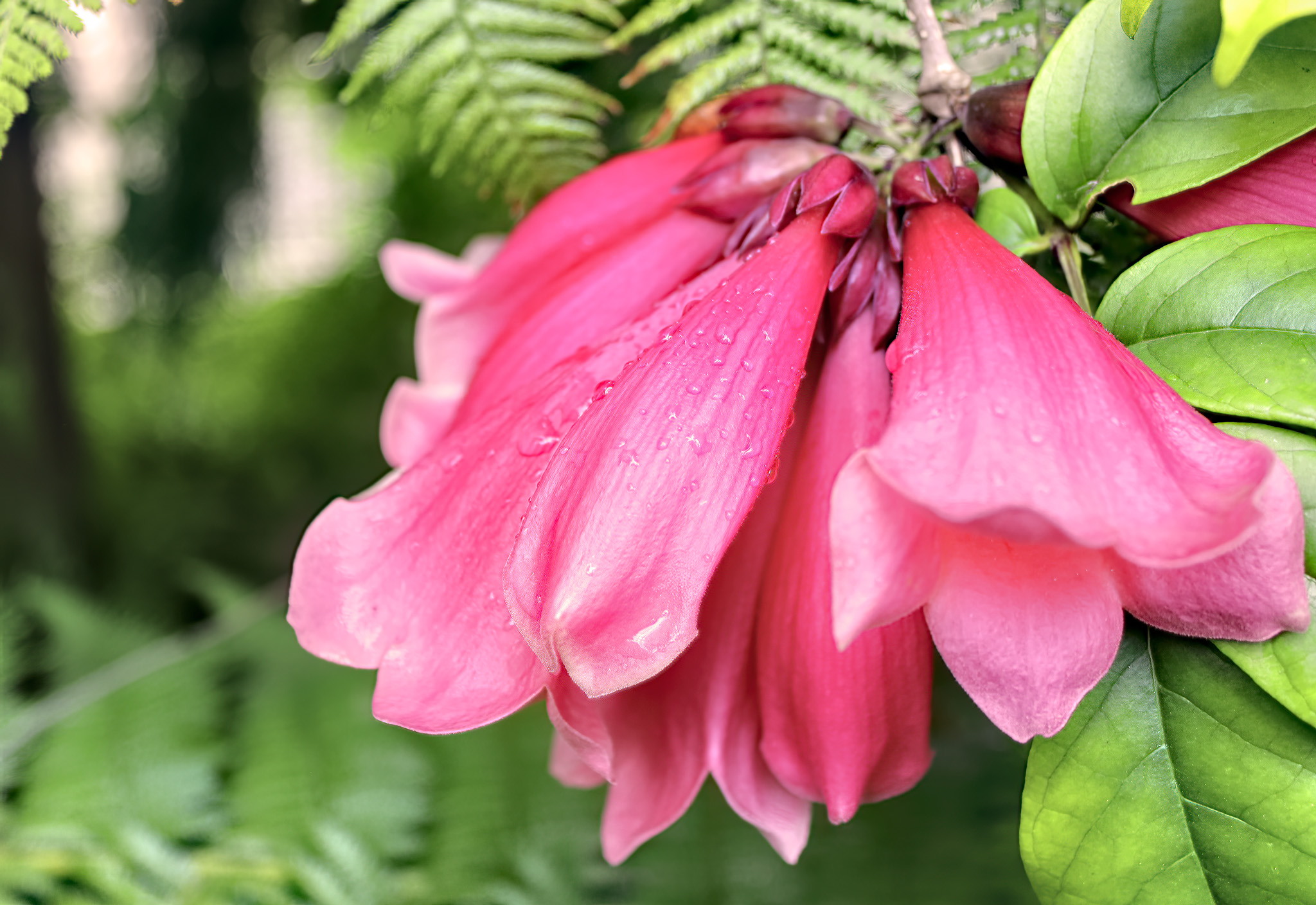 Chilean Bellflower