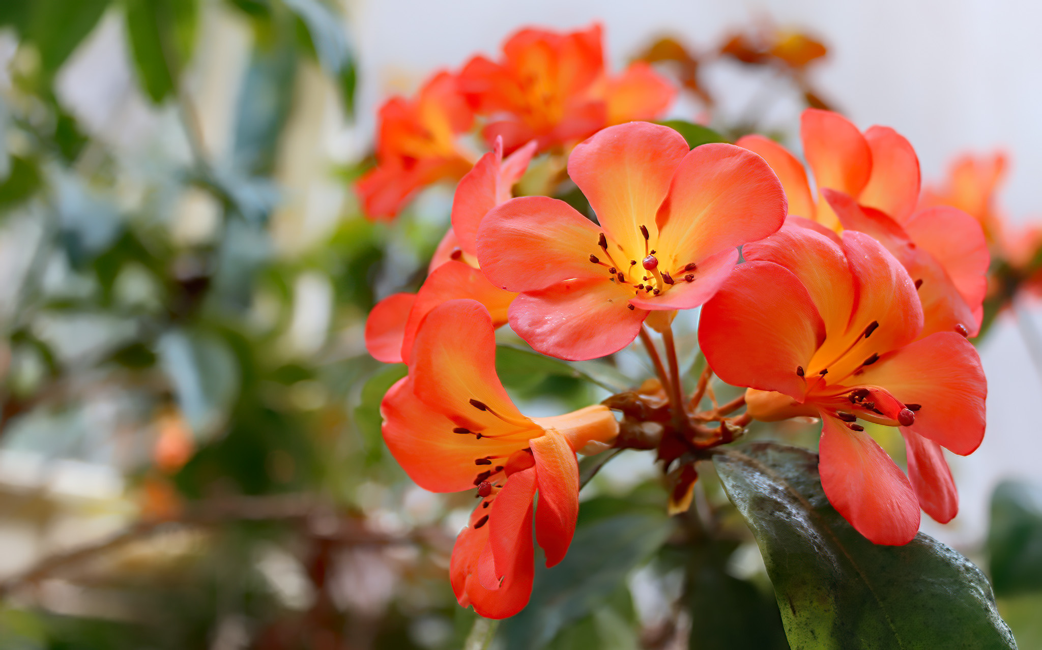 Vireya Rhododendron