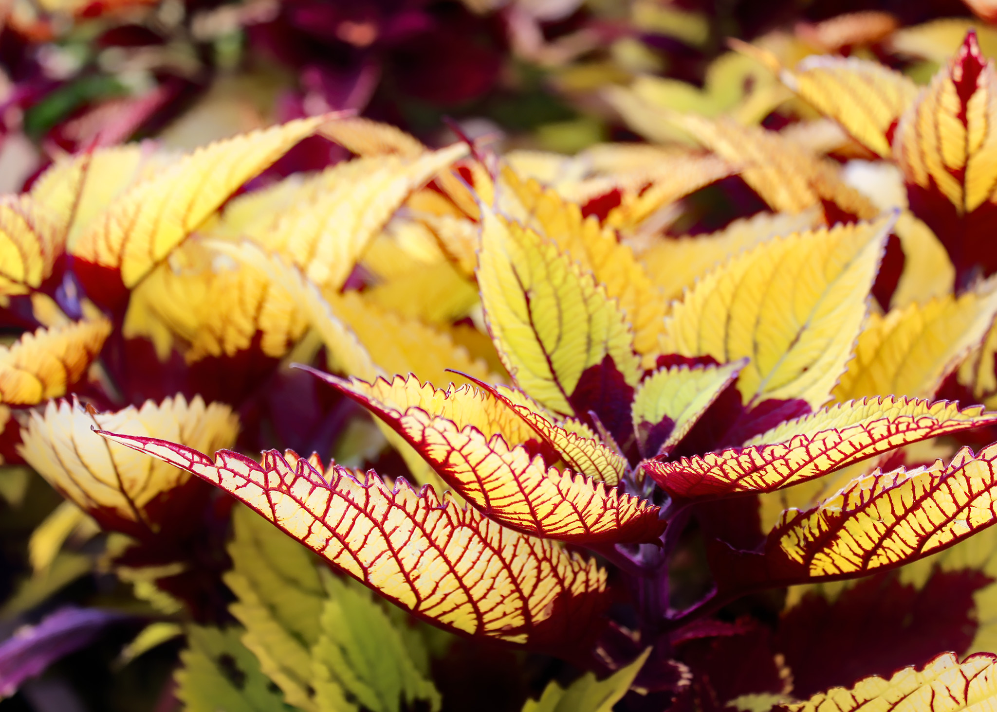 Common Coleus