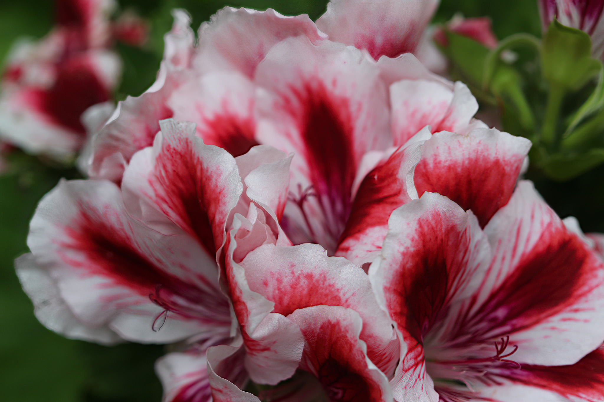 Regal Pelargonium