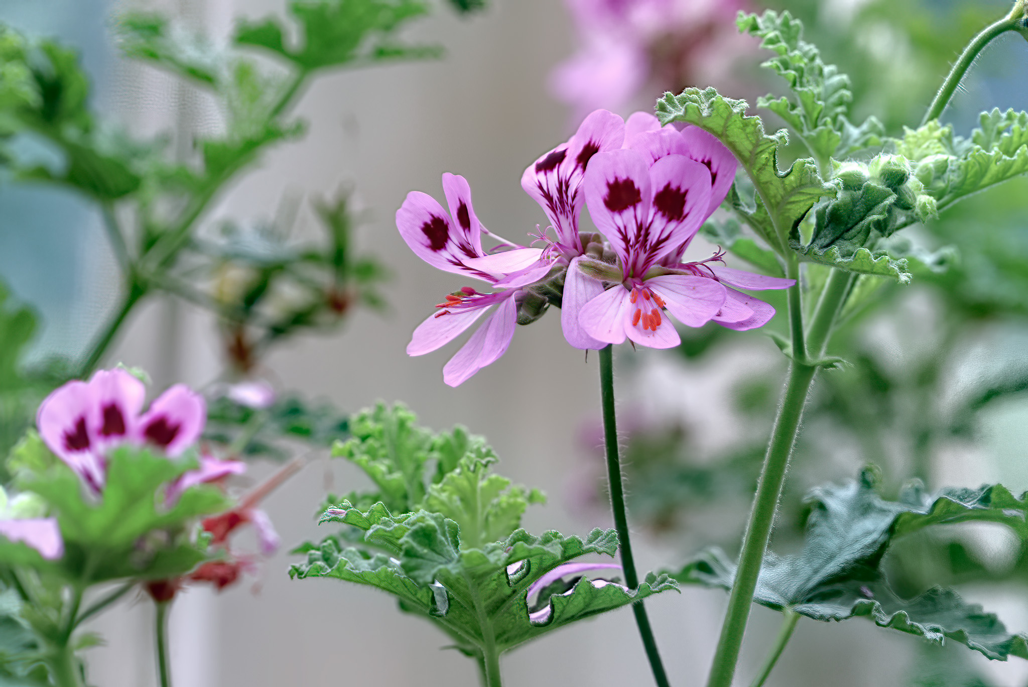 Rose Geranium