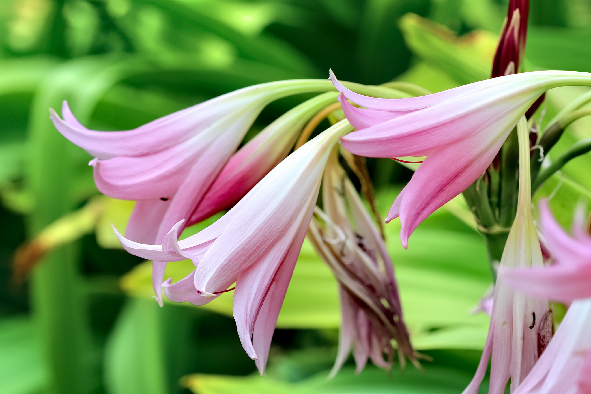Belladonna Lily