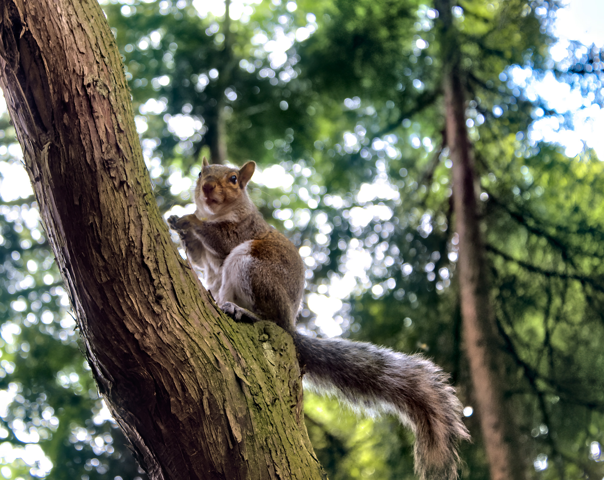 Squirrel